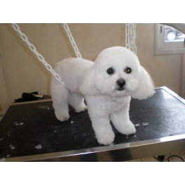 Coupe ciseaux d'un bichon