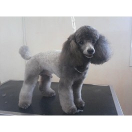 Coupe mouton d'un caniche toy